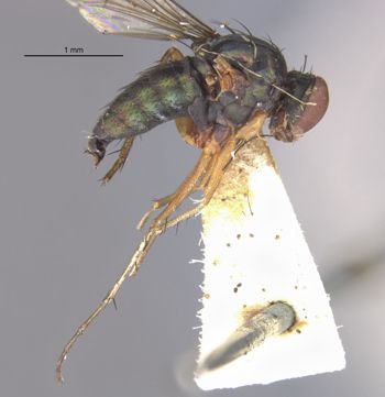 Media type: image;   Entomology 16051 Aspect: habitus lateral view